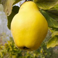 Саджанець Айва Румо (грушоподібна)